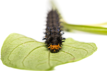 Blue pansy (Junonia orithya) caterpillar