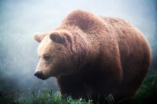 Brown bear in the fog