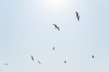 Obraz premium several hovering seagulls in the blue sky