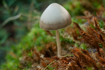 détail champignon sur souche d'arbre en forêt 
