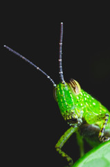 beautiful portrait of grasshopper perch on green leaves. macro animal life cute.