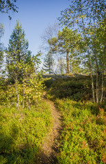 Fototapeta na wymiar Forest Karelia Russia Autumn Birch Pine Trees