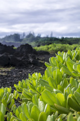 hawaii foliage with black lava rock in background