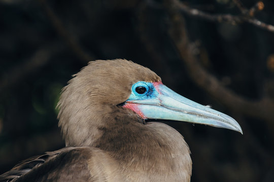 Red-footed booby close-up