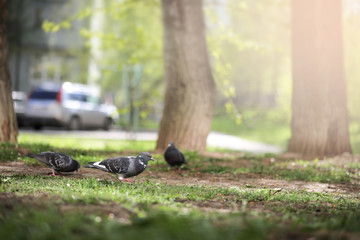 Dove in the grass of the park