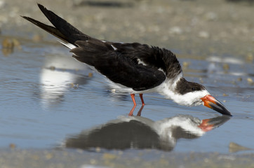 Bec en ciseaux noir,.Rynchops niger, Black Skimmer