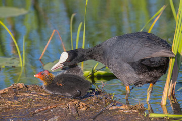 Eurasian coot - Fulica atra. Mamma and chick. It is so pretty and ugly in te same time!