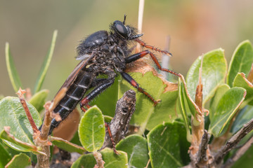 Robber fly - Stenopogon coracinus