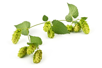 Hop Cones Isolated on the White Background.