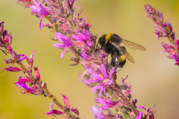 White-tailed bumblebee - Bombus lucorum