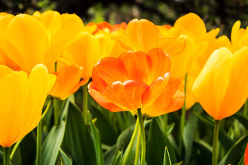 Obraz premium Tulips_Yellow-Orange-Red_1