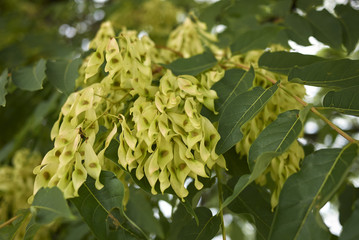 Ailanthus altissima