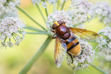 Hornet mimic hoverfly - Volucella zonaria