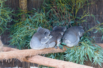 Koalas
