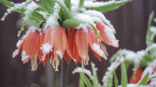 flowers in the snow