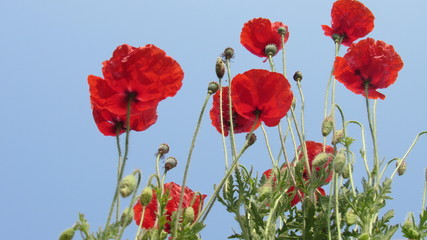 Fototapeta premium bukiet kwiatów maku ogród czerwone pąki z pięknym błękitnym niebem pochmurne tło zielone liście piękne