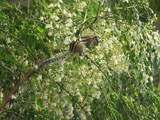 squirrel eating flower buds sitting on branch of tree white brown grey eyes face legs tail green leaves bush hiding