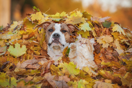 Funny Cat Playing With A Dog In A Pile Of Leaves In Autumn