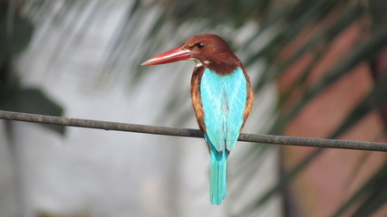 kingfisher bird siting on electric wire watching fish cut out blue yellow grey red orange color eyes beak