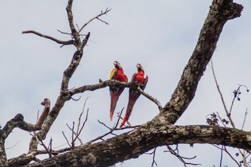 Scarlet macaw (Ara macao), national bird of Hinduras, sits at the tree in the archaeological park Copan, Honduras