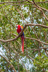 Scarlet macaw (Ara macao), national bird of Hinduras, sits at the tree in the archaeological park Copan, Honduras