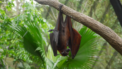 Bat. Flying Fox upside down