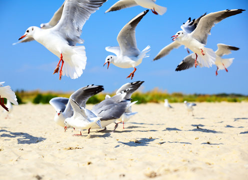 flock of sea gulls flying over a sandy beach