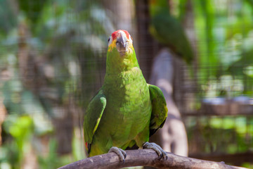 Red-lored amazon (Amazona autumnalis)