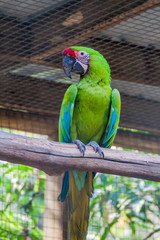Great green macaw (Ara ambiguus)