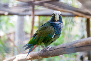 White-crowned parrot (Pionus senilis)