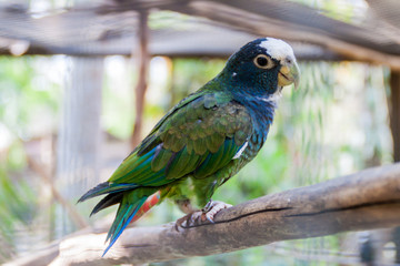 White-crowned parrot (Pionus senilis)