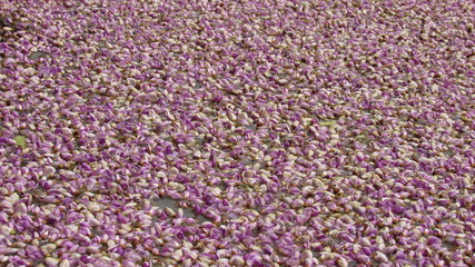 violet color flower on water nice beautiful background natural texture many endless number