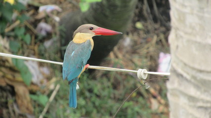 kingfisher bird siting on electric wire watching fish blue yellow grey red orange color eyes beak