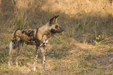 Naklejka na ściany i meble Wild dog, Botswana, Africa