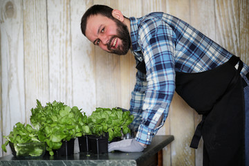 bearded man takes care of the lettuce is grown in pots at home