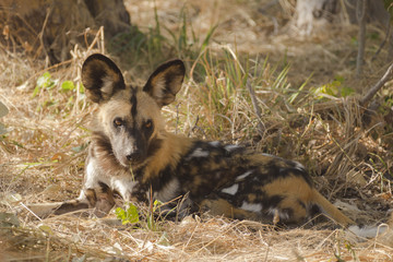 Wild dog, Botswana, Africa