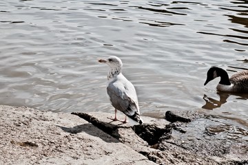 Small seagull on the water