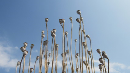 background poppy seed heads dry sticks with blue sky white clouds beautiful garden antique style photography