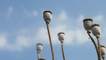 background poppy seed heads dry sticks with blue sky white clouds beautiful garden antique style photography biology