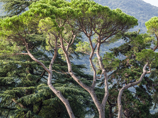 parco con alberi dalle forme inconsuete