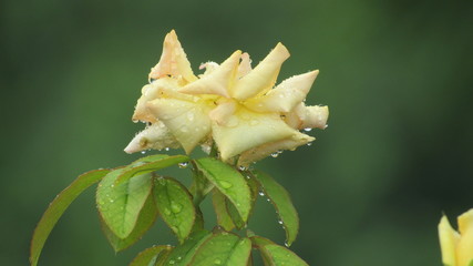 yellow rose flower with water drops on petals after rain freshness new dew winter background buds white green leaves