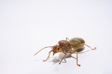 the isolated picture of  weaver ant queen.