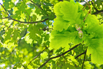 Fototapeta na wymiar oak tree with acorns in the garden