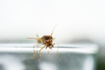 Weaver ant queen on glass.