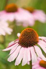 beautiful flowers in the garden close up