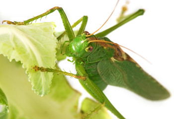 image of grasshopper in the forest close-up