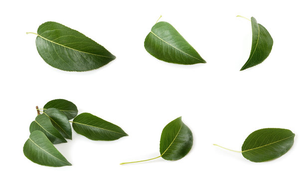isolated image of leaves close up