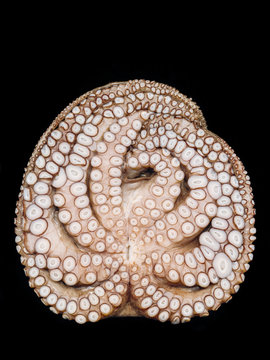 octopus on a black background