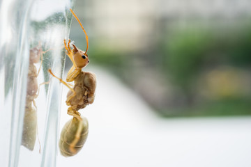 Weaver ant queen on glass.