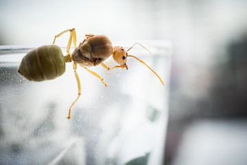 Weaver ant queen on glass.